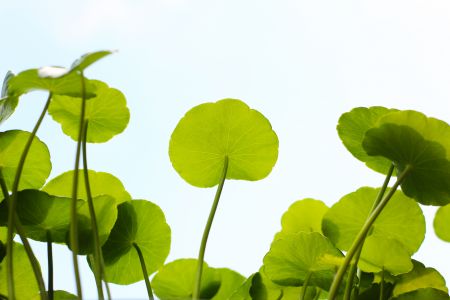 يمكن أن تهدئ سنتيلا أسياتيكا البشرة المتهيجة، وتقلل من الاحمرار، وتخفف الالتهاب. كما يمكن أن تساعد في تخفيف الألم الناتج عن حالات مثل إجهاد العضلات، وآلام المفاصل، أو التهاب المفاصل.